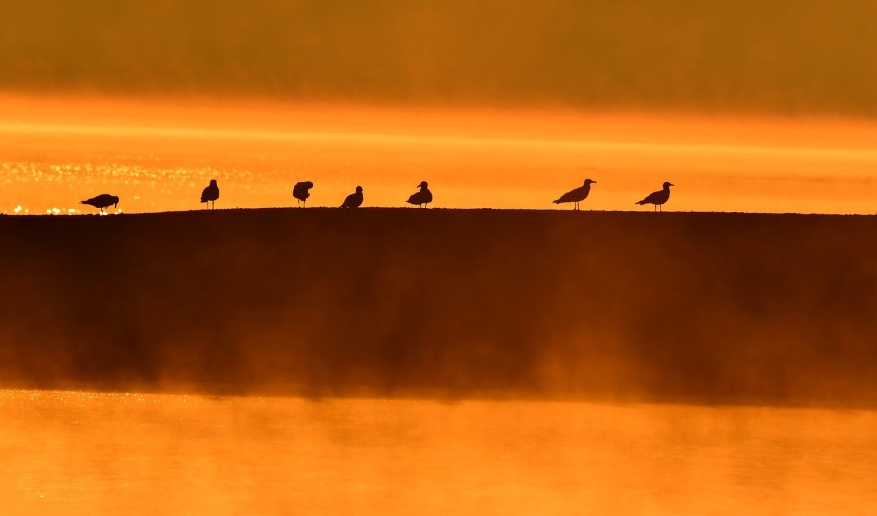 Silhouetted birds perched on a low ledge above misty, orange-lit water at sunrise