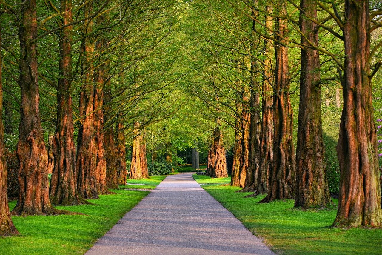 Paved path running between two rows of tall trees with reddish-brown trunks and a green canopy overhead