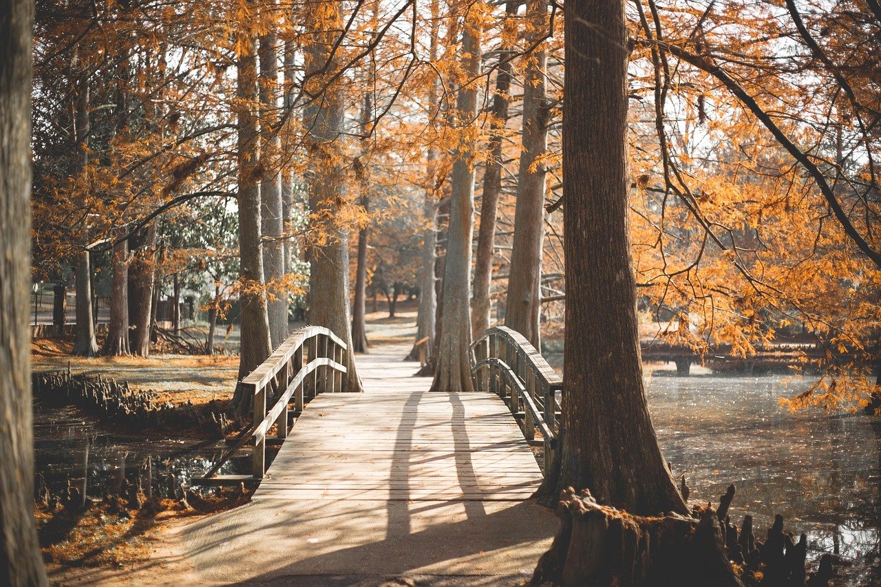 Wooden footbridge with railings crossing over water toward a path lined with tall trees in autumn
