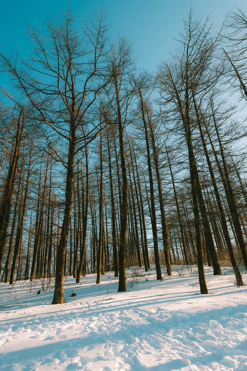 Tall bare deciduous trees stand over a snow-covered forest floor under a clear blue sky