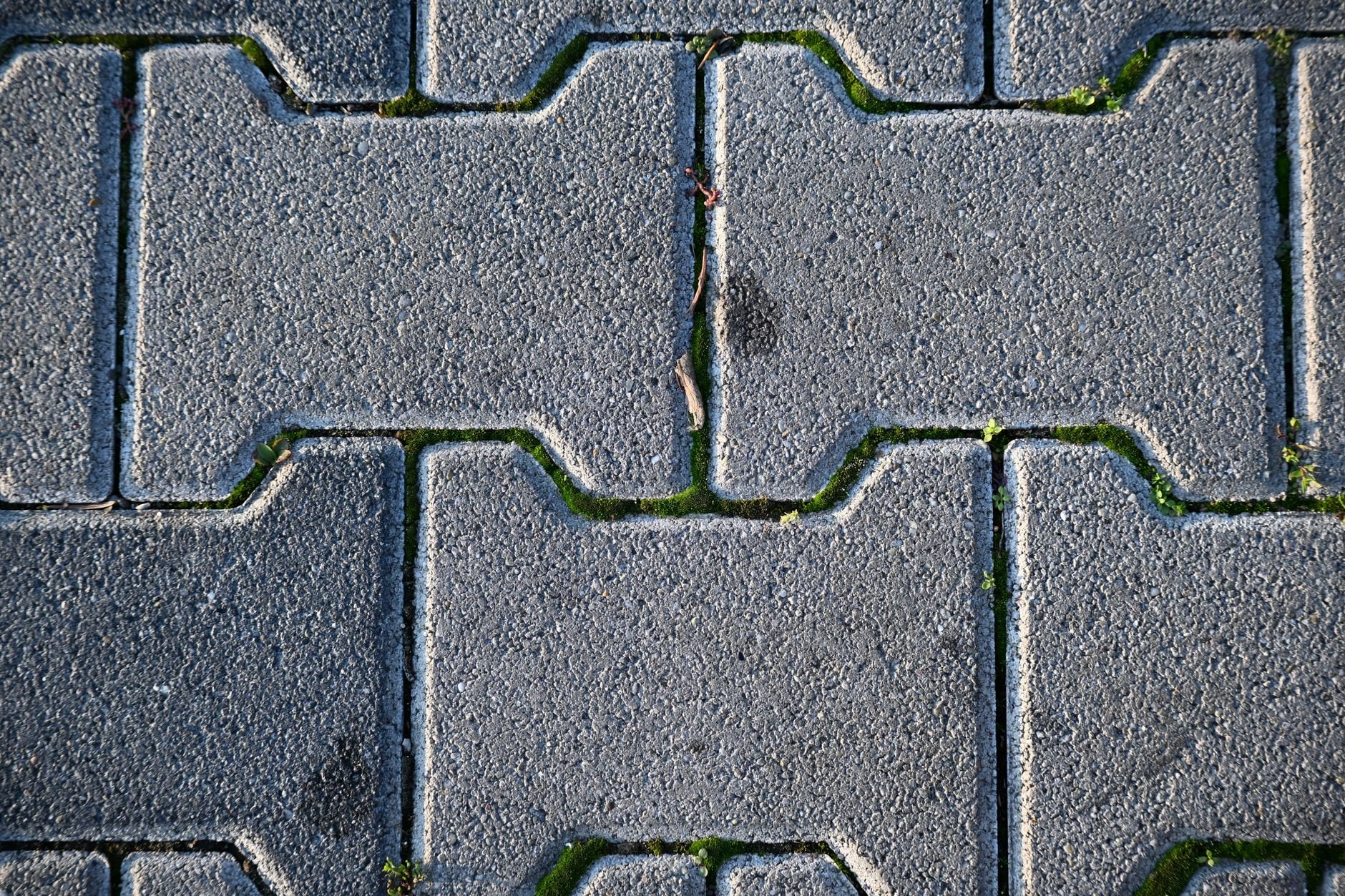 Close-up of grey interlocking paving blocks with green moss in the joints