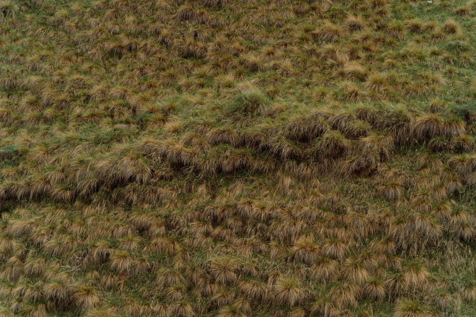 Dense green moss mound growing on a forest floor among small stones, leaf litter, and thin bare twigs