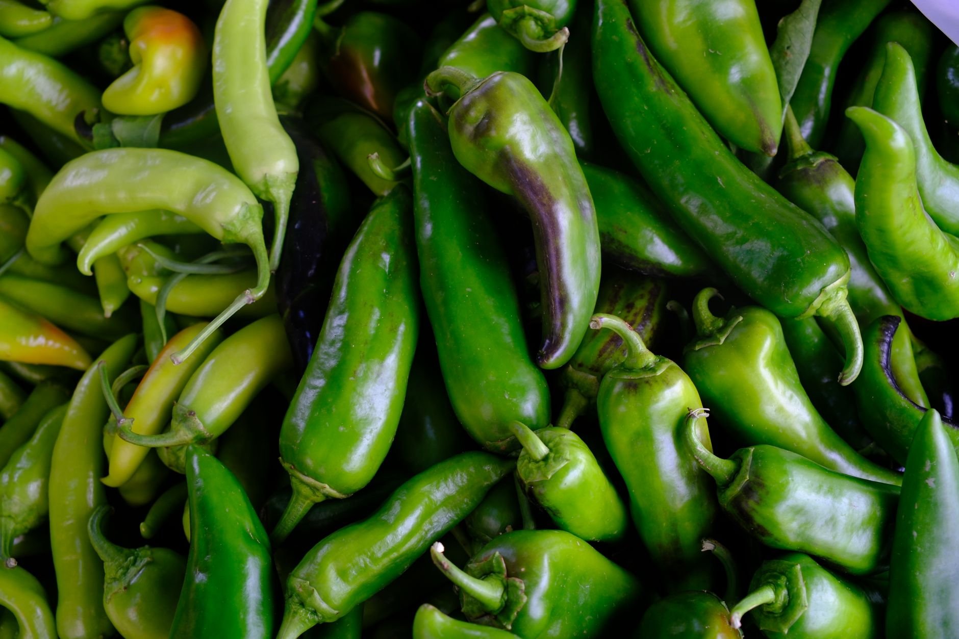 Close-up of many fresh green chiles piled together, with stems visible