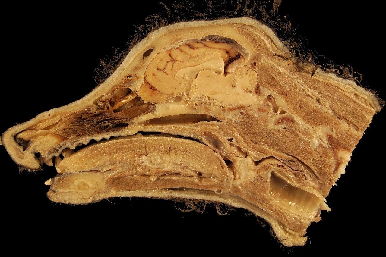 Sagittal cut through an animal head showing the brain in section with the surrounding skull and soft tissue, on a black background