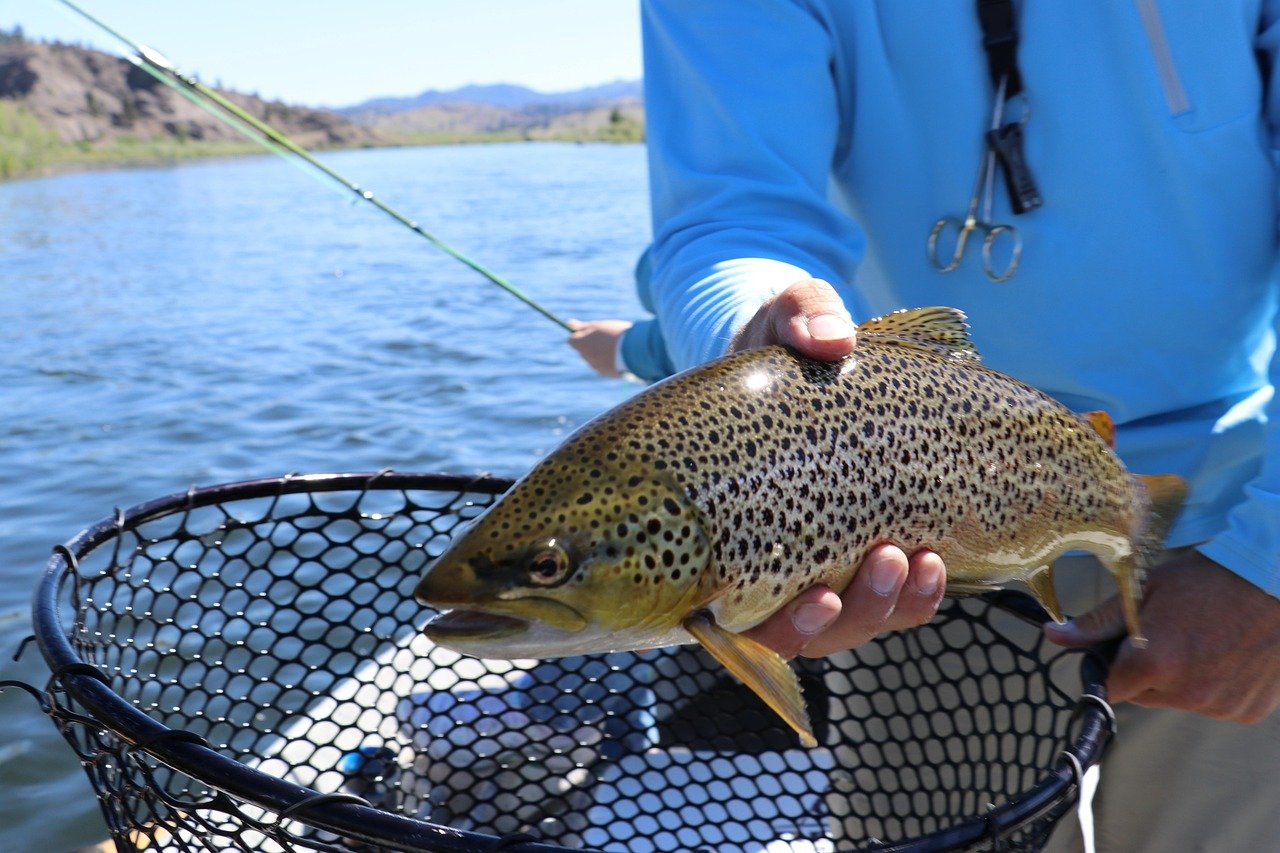 Hand of a person in a blue long-sleeve shirt holding a brown trout over a black mesh landing net, with a fishing rod extending over calm water