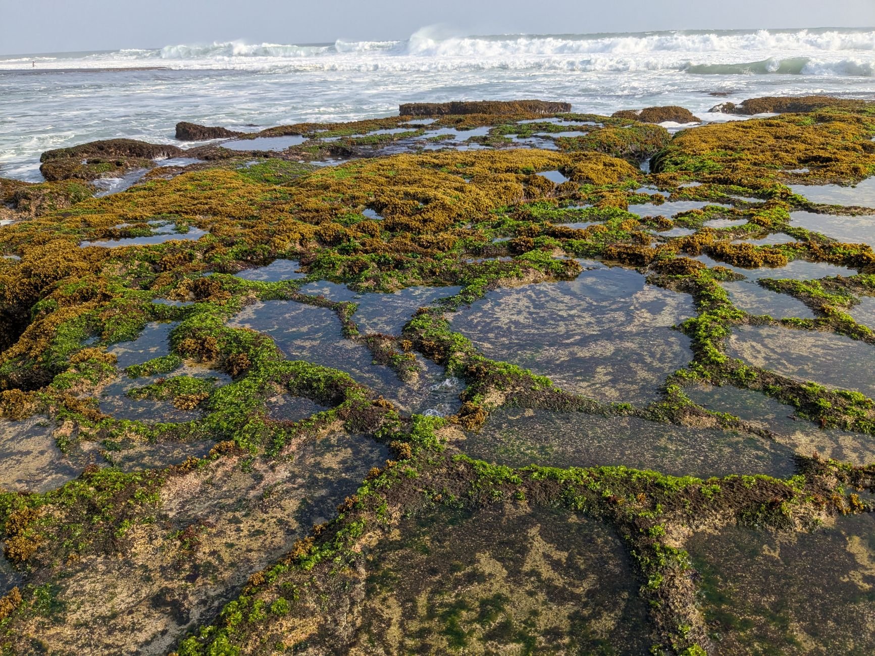 Rocky shoreline covered in green and brown algae, with shallow water pools and waves breaking in the background