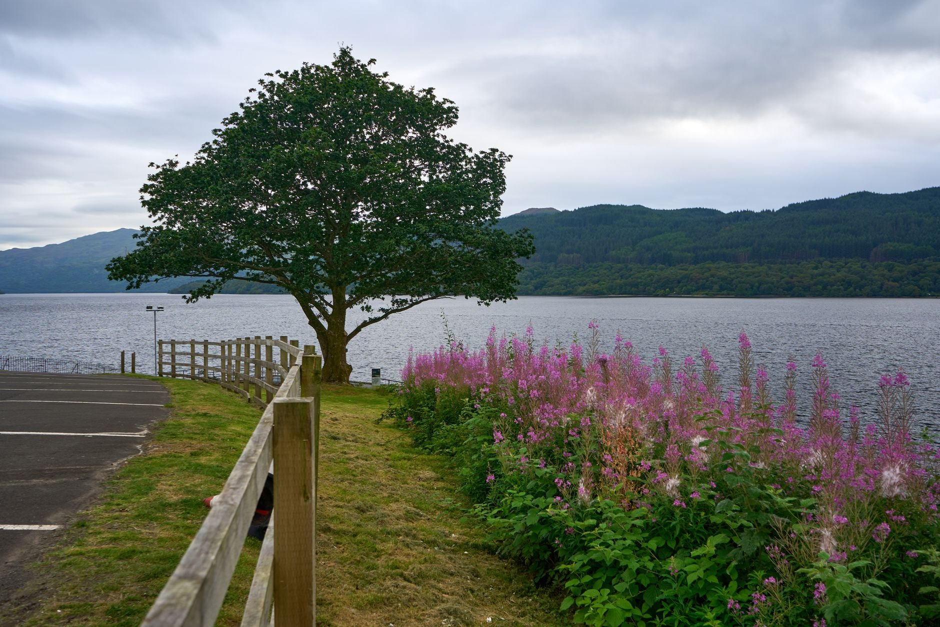 A lone tree beside a loch with a timber fence along a grassy verge, pink flowering plants in the foreground and a tarmac car park edge on the left